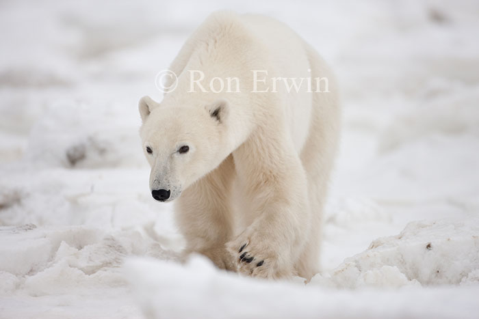 Walking Polar Bear