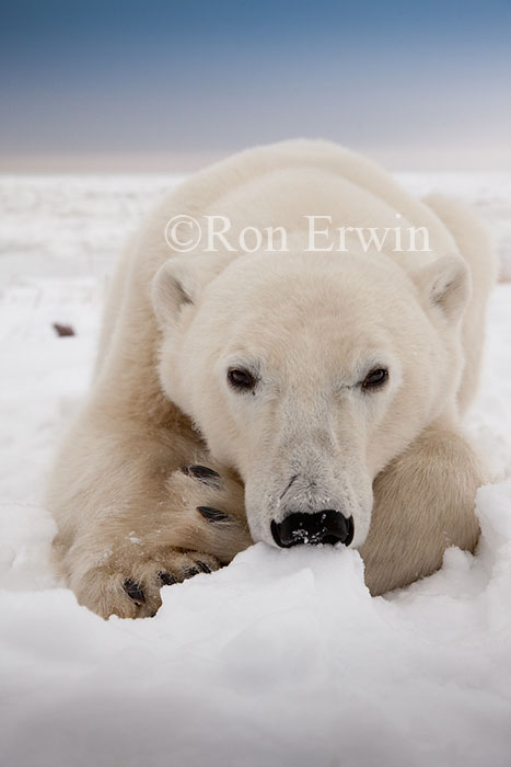 Polar Bear Close-up
