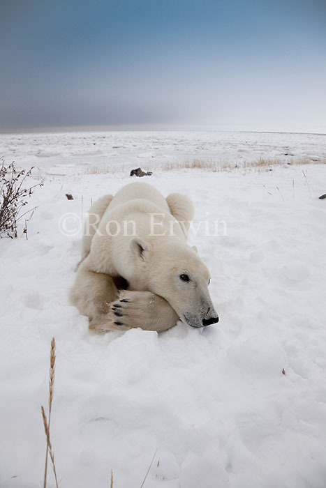 Polar Bear Close-up