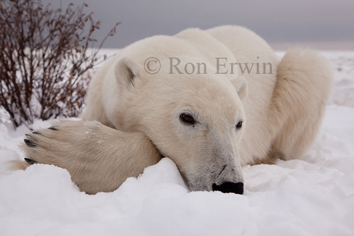 Polar Bear Close-up