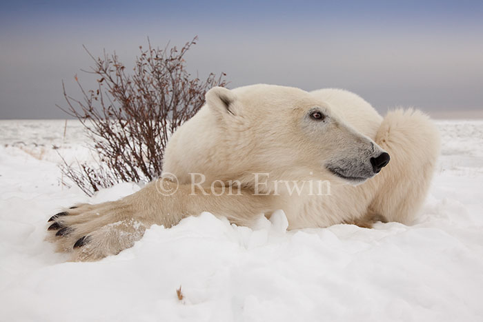 Polar Bear Close-up