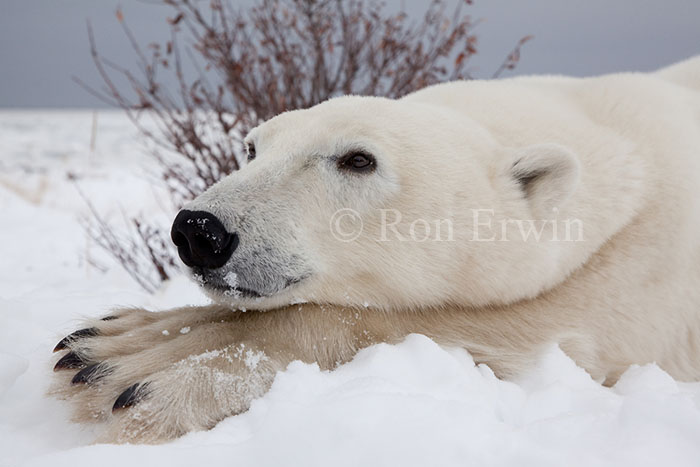 Polar Bear Close-up