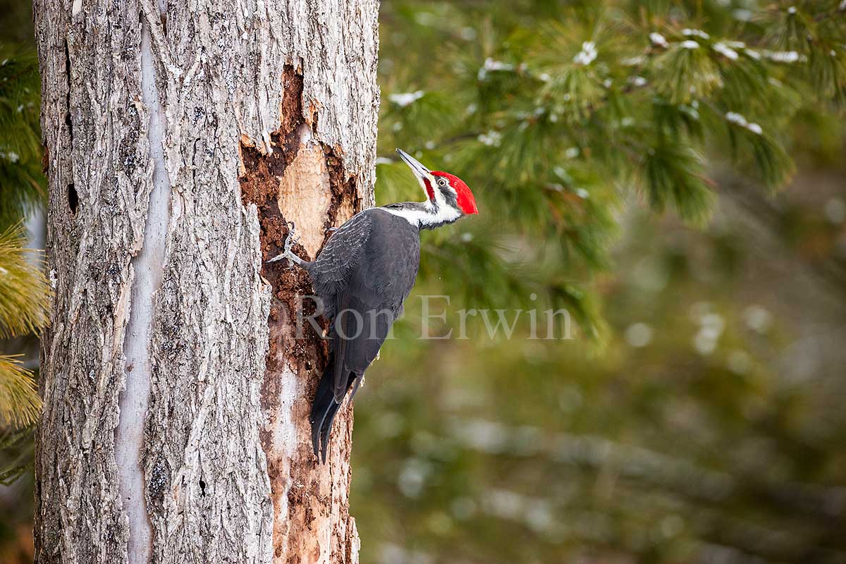 Male Pileated Woodpecker