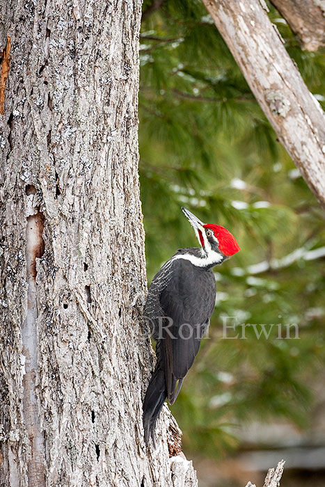 Male Pileated Woodpecker