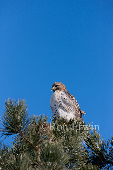  Red-tailed Hawk on Tree-top
