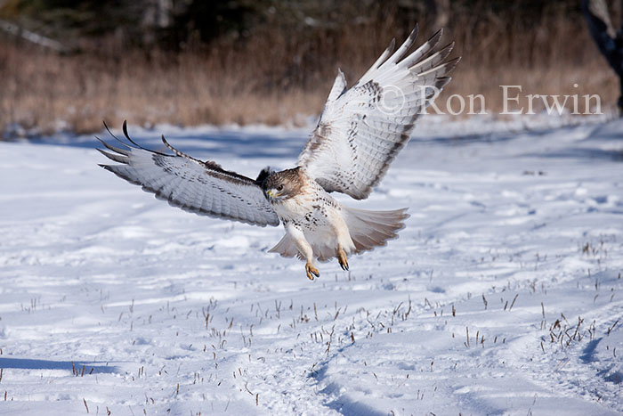 Red-tailed Hawk in Flight