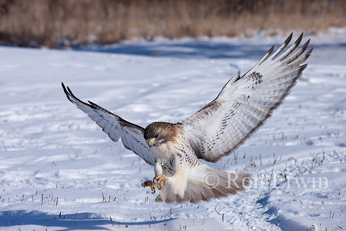 Red-tailed Hawk in Flight