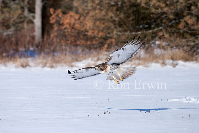 Red-tailed Hawk in Flight
