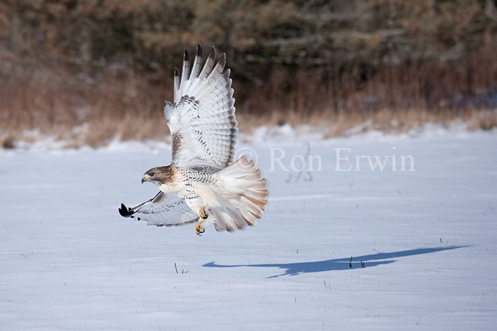 Red-tailed Hawk in Flight