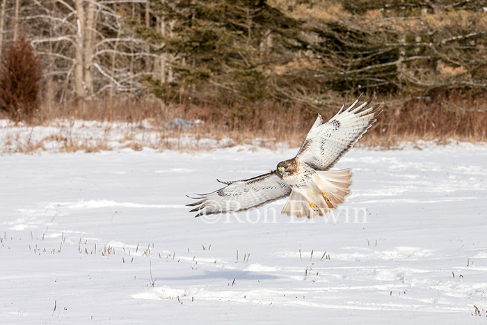 Red-tailed Hawk in Flight