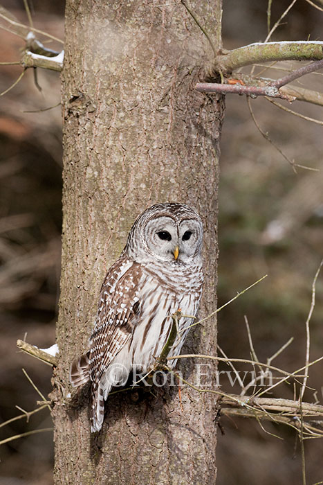 Barred Owl