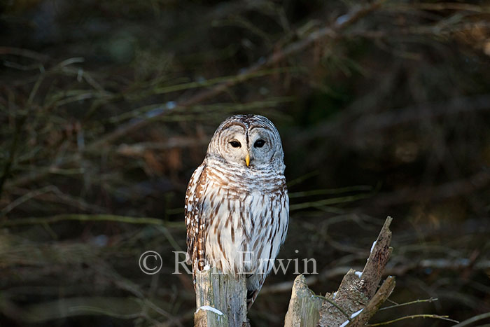  Barred Owl