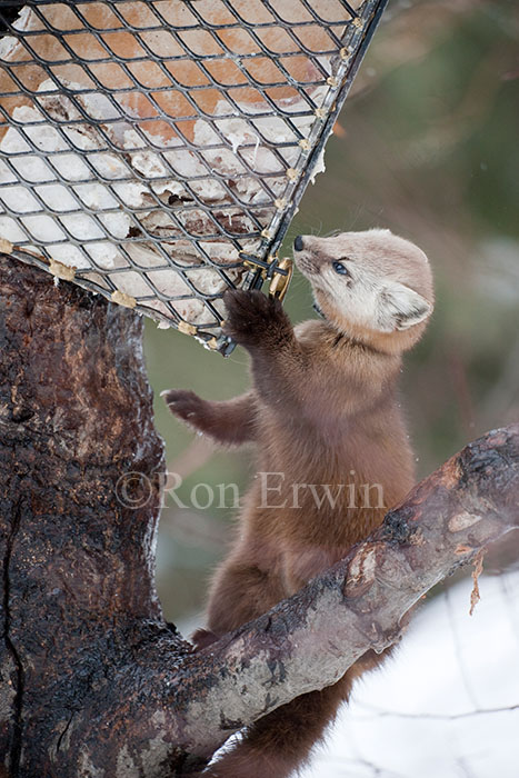 Pine Marten 