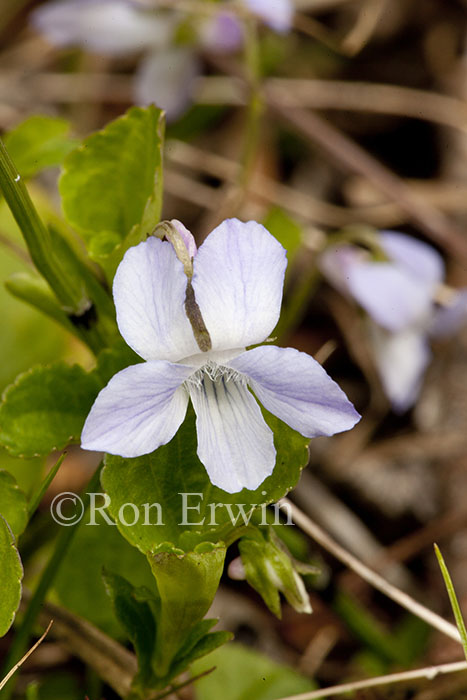 Dog Violet