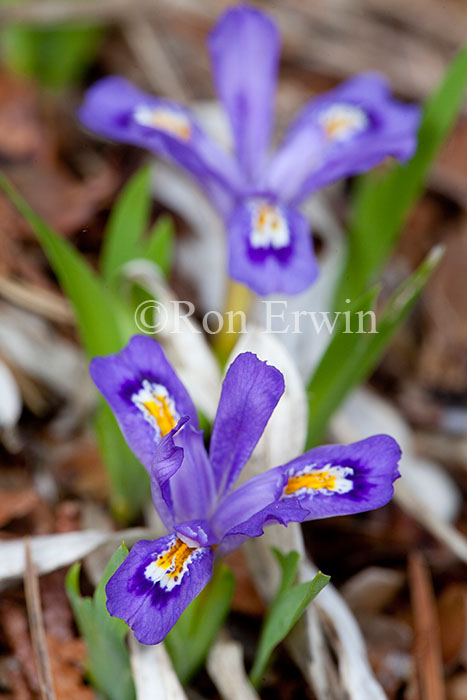 Dwarf Lake Iris