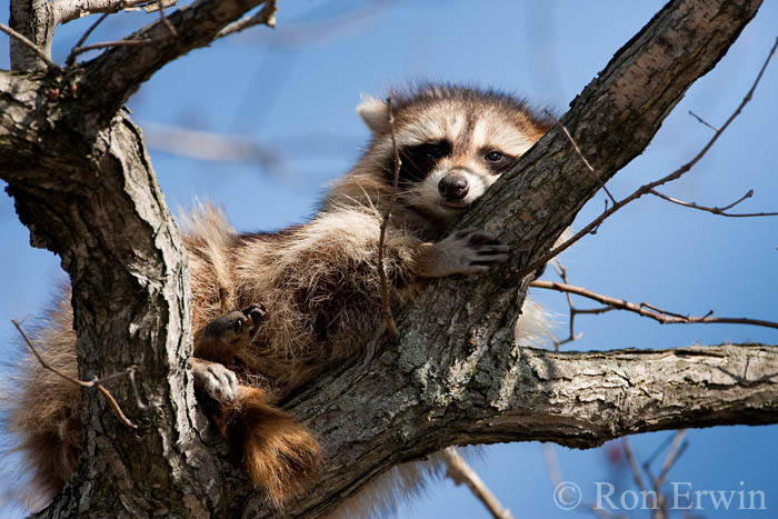 Raccoon in Tree