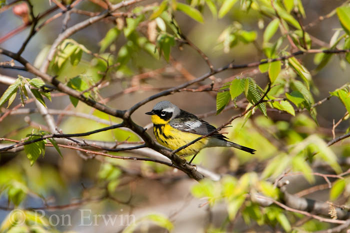 Male Magnolia Warbler