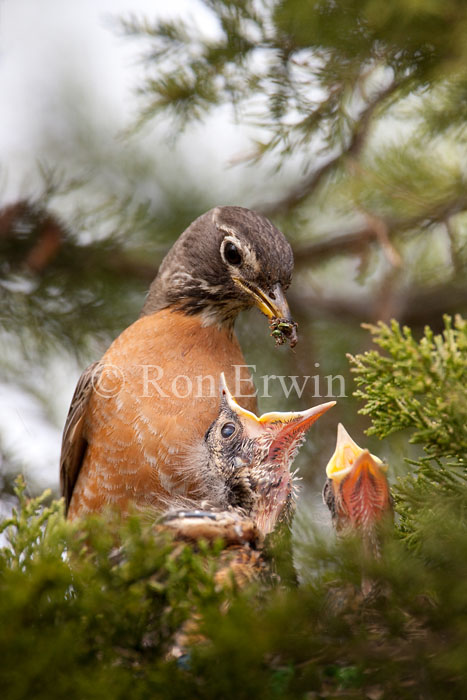 Robin Feeding its Young