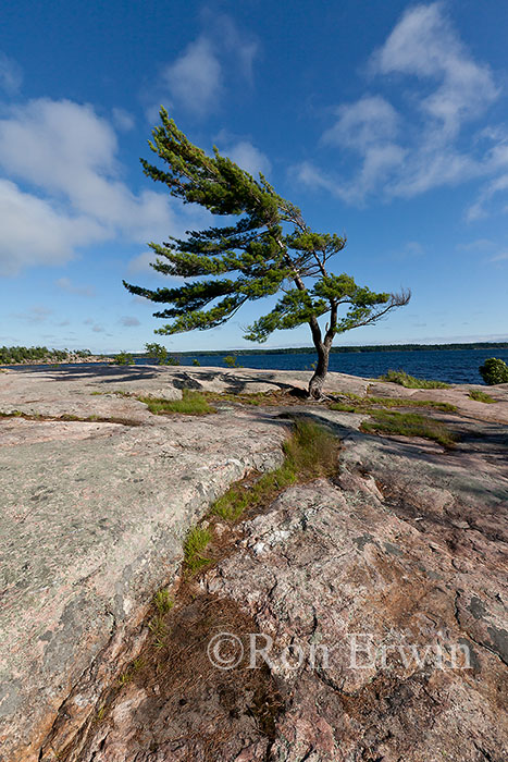 Wind-swept Pine at Georgian Bay