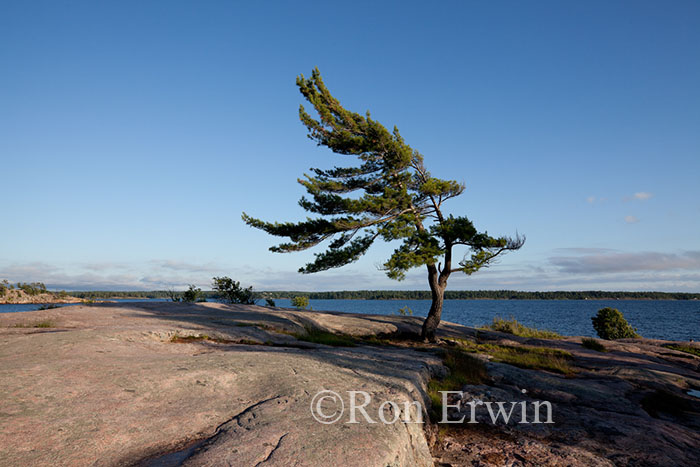 Wind-swept Pine at Georgian Bay