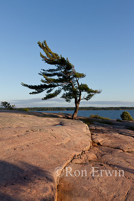 Wind-swept Pine at Georgian Bay
