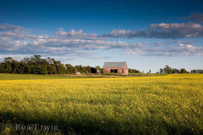 Canola Field on Manitoulin