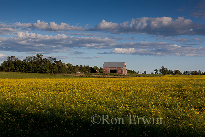 Canola Field on Manitoulin