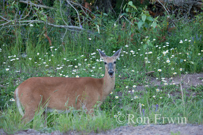 Whitetail Deer