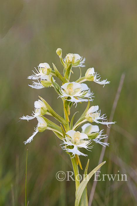 Western Prairie Fringed-Orchid