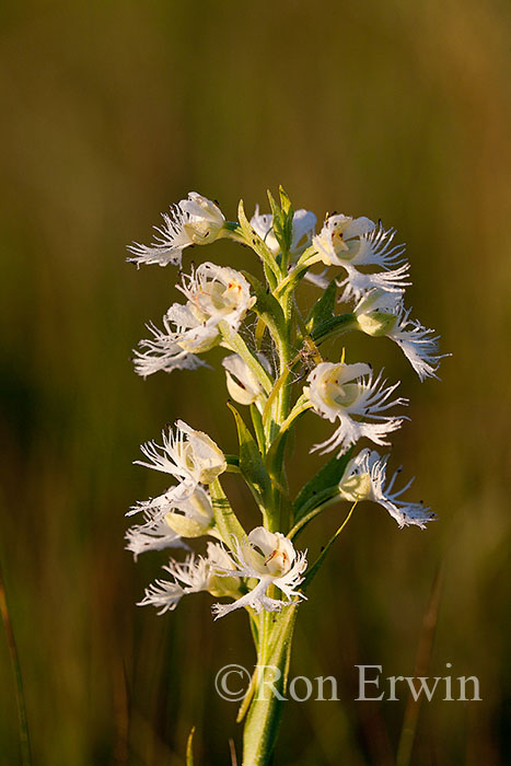 Western Prairie Fringed-Orchid