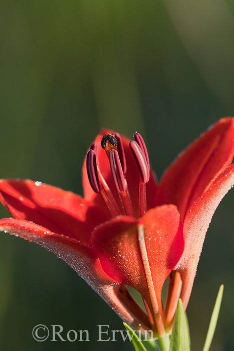 Wood Lily