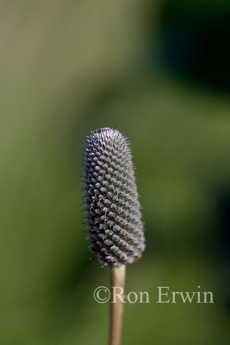 Purple Prairie-clover