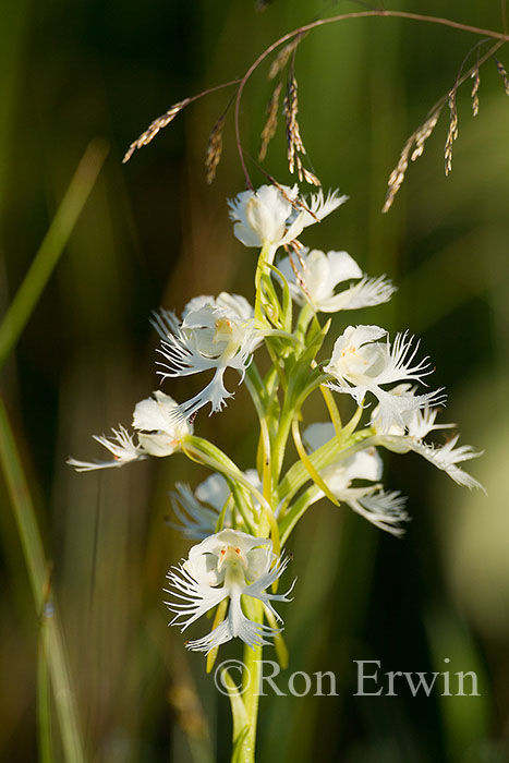 Western Prairie Fringed-Orchid