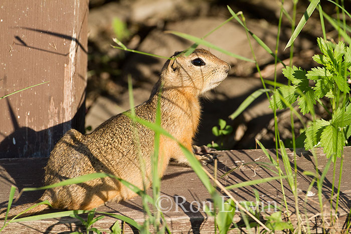 Richardson's Ground Squirrel