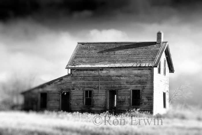 Abandoned House and Canola