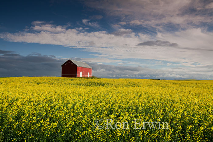 Red Barn and Canola