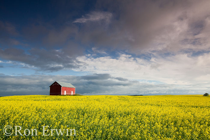 Red Barn and Canola