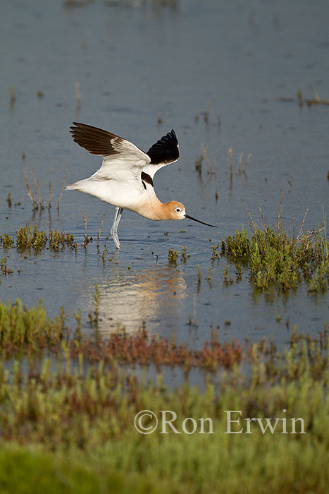 American Avocet