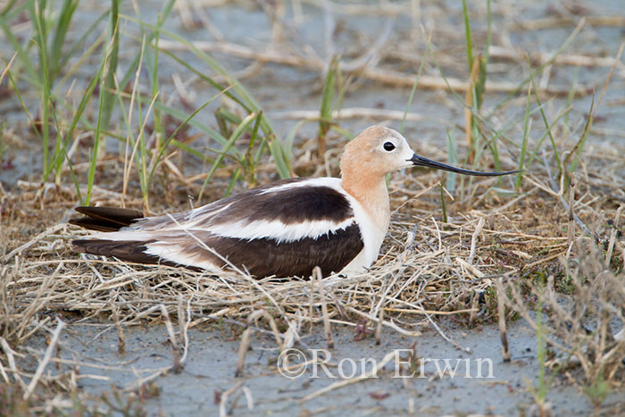 Avocet on Nest