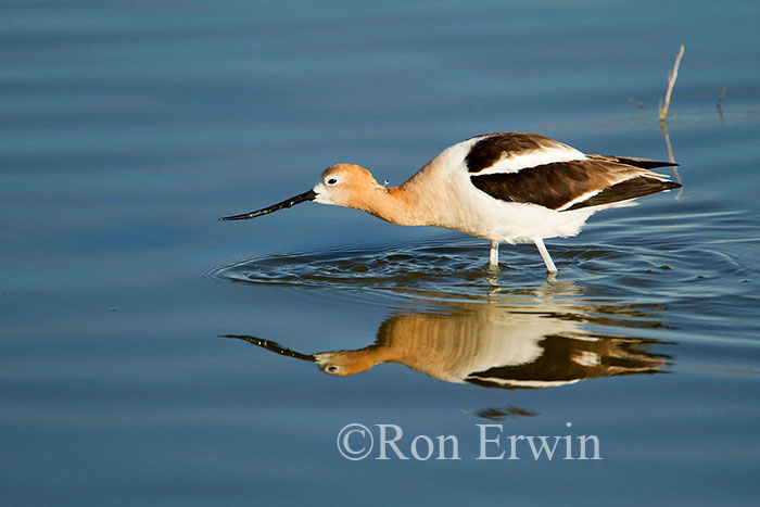 American Avocet