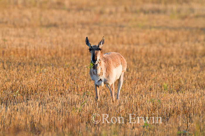 Female Antelope