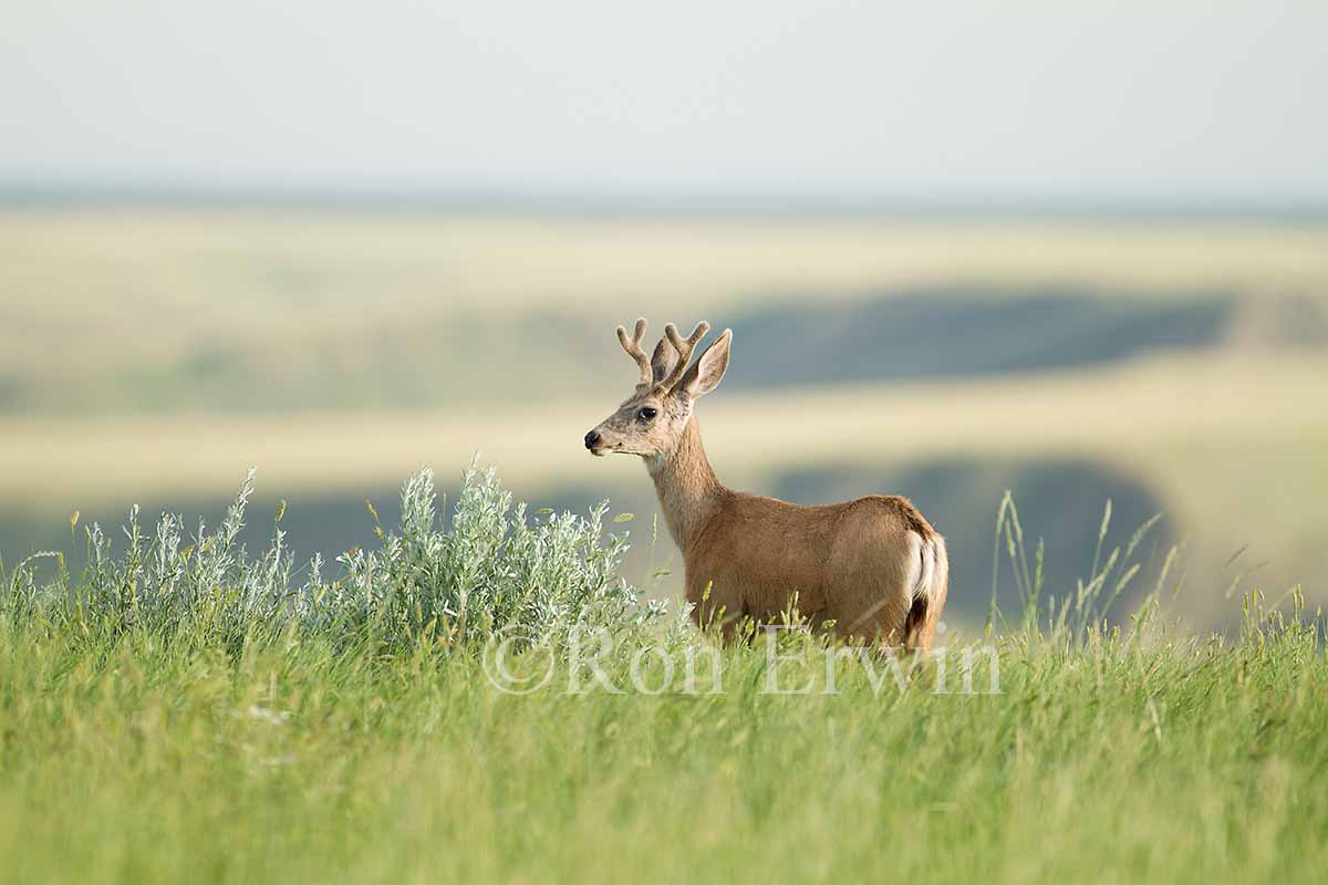Male Mule Deer