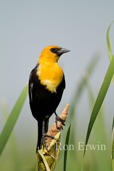 Male Yellow-headed Blackbird