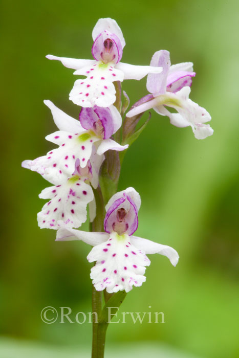 Small Round-leaved Orchis