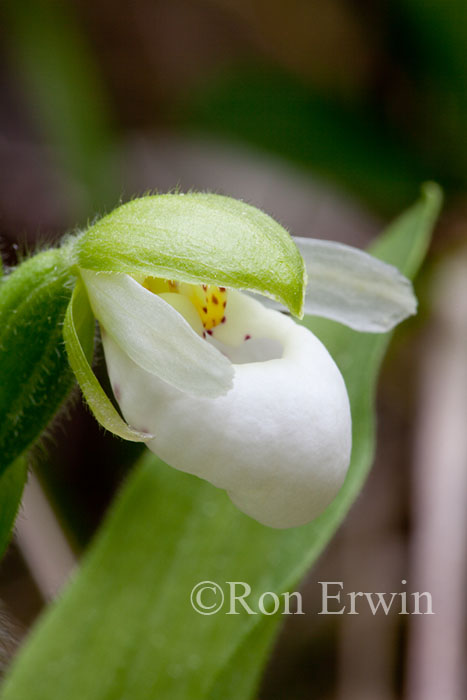 Franklin's Lady's Slipper