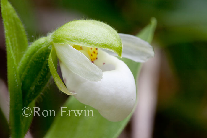 Franklin's Lady's Slipper