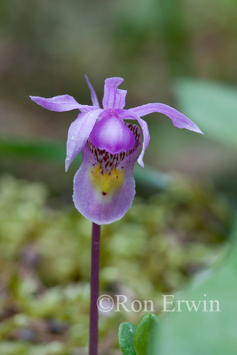 Calypso Orchid