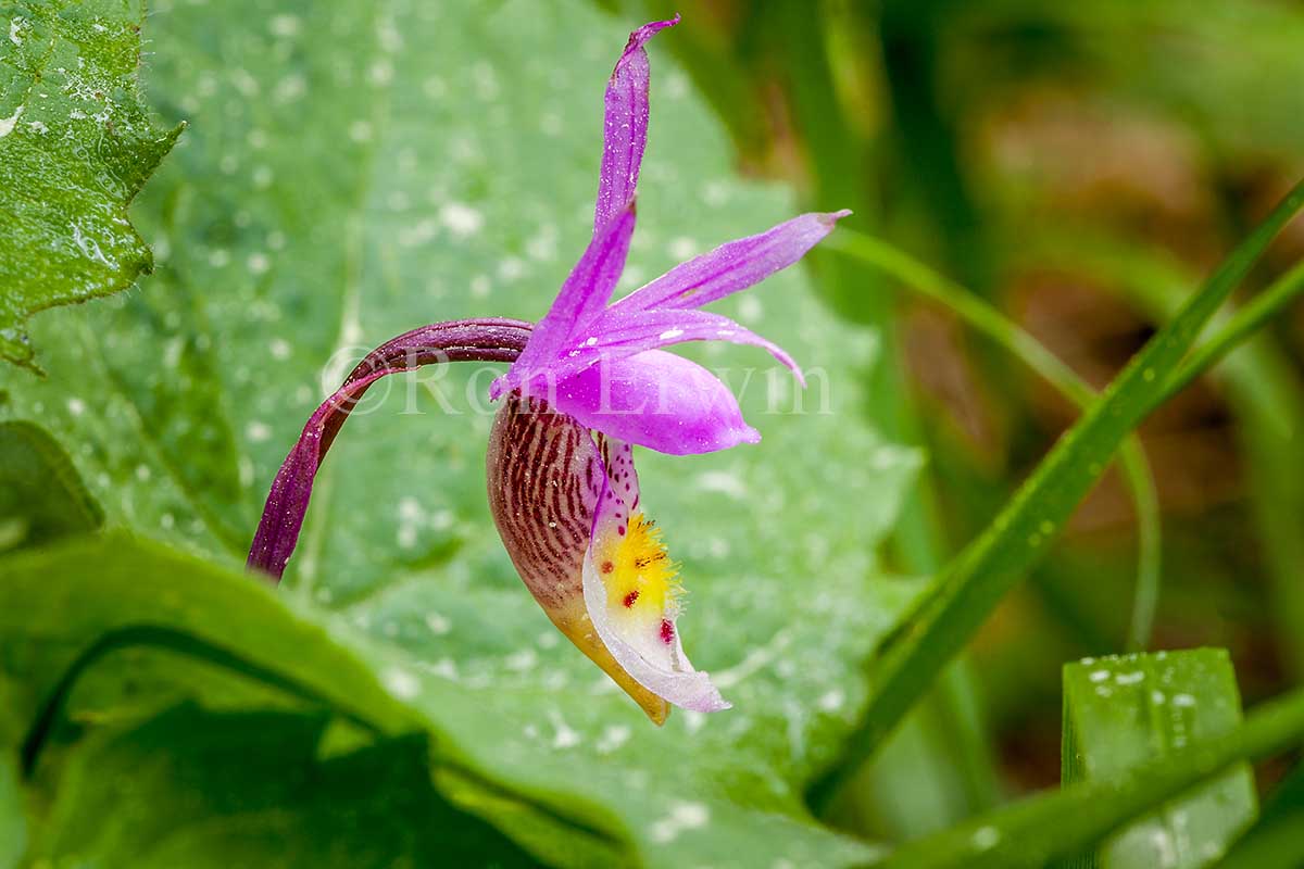 Calypso Orchid
