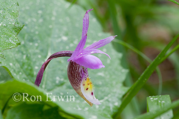 Calypso Orchid