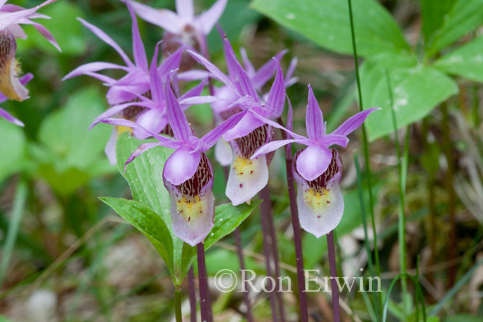 Calypso Orchid